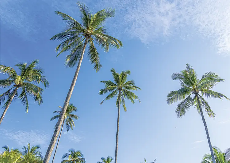 Lessons from the palm trees for your spiritual life