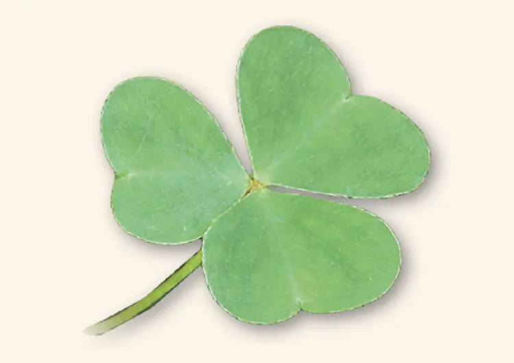 A traves de un libro teologico de verdes paginas San Patricio enseno como Dios puede ser Uno en la esencia y Trino en las personas San Patricio – Iglesia de Santa Maria Waltham Estados Unidos