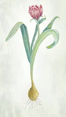 Ilustración: Elizabeth Bonyun